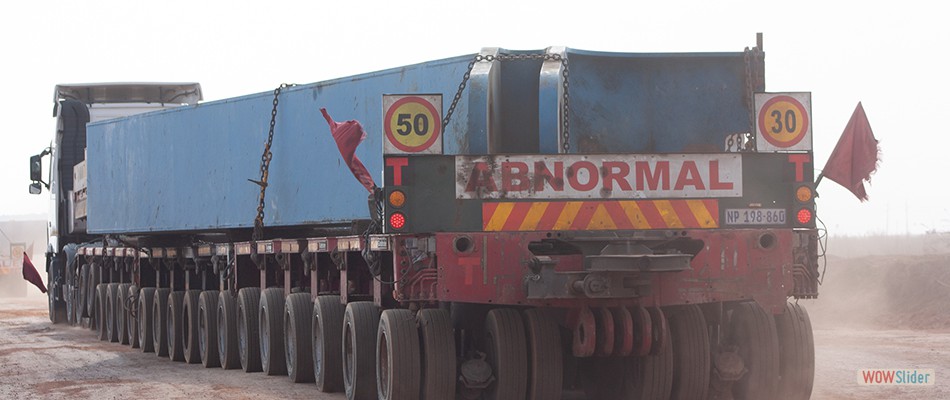 Cat36